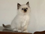 3 chatons Sacré de Birmanie femelles LOOF à réserver