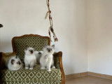 3 chatons Sacré de Birmanie femelles LOOF à réserver