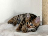 4 chatons Bengal &agrave; r&eacute;server, 1 m&acirc;le/3 femelles LOOF