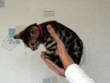 4 chatons Bengal &agrave; r&eacute;server, 1 m&acirc;le/3 femelles LOOF