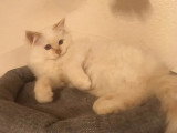 À vendre, chaton Sacré de Birmanie mâle crème LOOF
