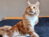 Un chaton Maine Coon roux et blanc né en avril 2021 LOOF à céder
