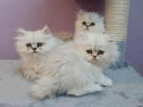 5 chatons Persan à réserver, non LOOF gris ombré