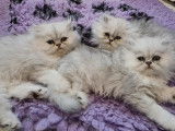 5 chatons Persan à réserver, non LOOF gris ombré