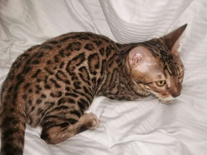 2 Chatons Bengal Loof A Acheter 1 Male 1 Femelle Petite Annonce Chat