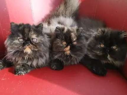 4 chatons Persan à acheter, 1 mâle/3 femelles LOOF