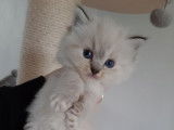 Une chatonne Ragdoll née 2021 LOOF en attente de réservation