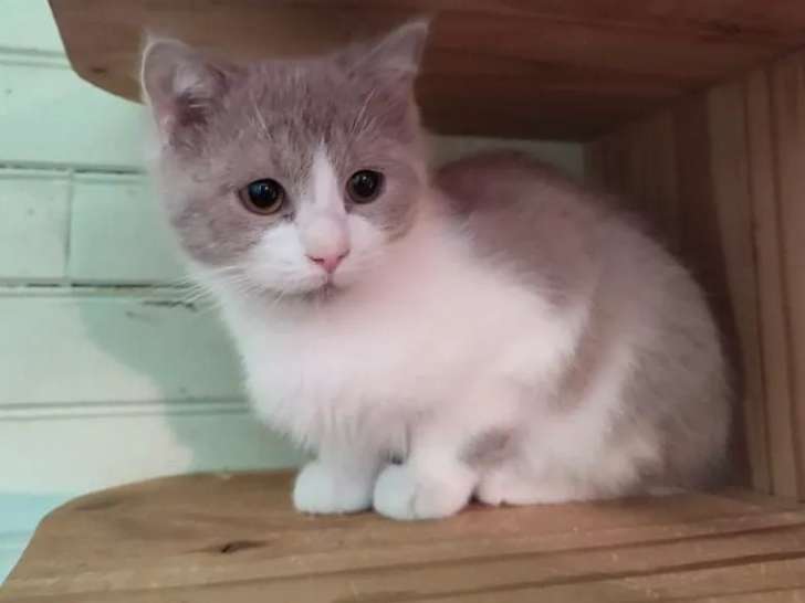 À vendre, 5 chatons British Shorthair bicolore LOOF