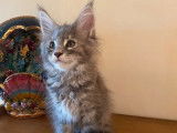 Chaton femelle Maine Coon bleu tacheté LOOF à réserver