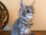 Chaton femelle Maine Coon bleu tacheté LOOF à réserver