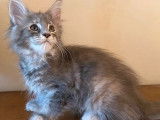 Chaton femelle Maine Coon bleu tacheté LOOF à réserver