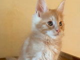 R&eacute;servation d&rsquo;un chaton Maine Coon rouge classique m&acirc;le LOOF