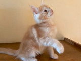 R&eacute;servation d&rsquo;un chaton Maine Coon rouge classique m&acirc;le LOOF