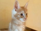 R&eacute;servation d&rsquo;un chaton Maine Coon rouge classique m&acirc;le LOOF