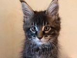 Chaton Maine Coon mâle LOOF marron classique disponible à la réservation