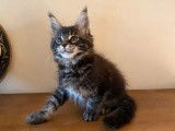 Chaton Maine Coon mâle LOOF marron classique disponible à la réservation