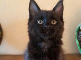 Chaton Maine Coon femelle noire LOOF  à réserver