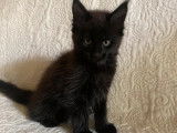 Chaton Maine Coon femelle noire LOOF  à réserver