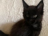 Chaton Maine Coon femelle noire LOOF  à réserver