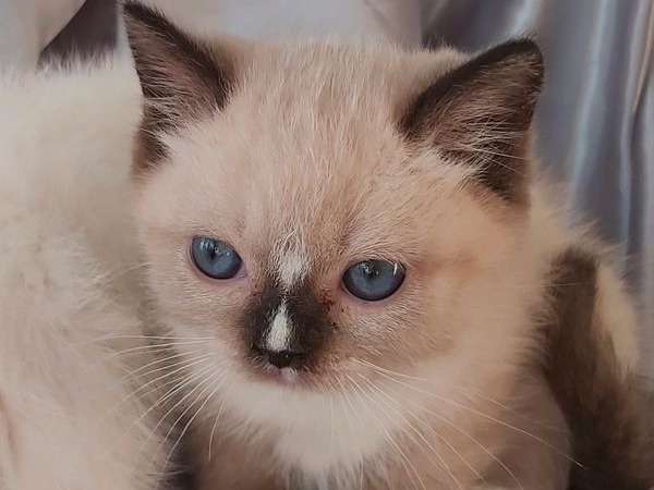 2 chatons Persan Exotic Shorthair non LOOF nés en 2021 disponibles