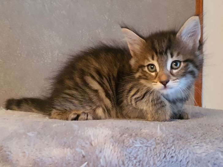 5 chatons Norvégien non LOOF nés 2021 disponibles à la réservation