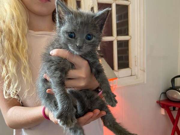 Une chatonne grise Chartreux pure race LOOF née en 2021 à réserver