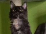 1 chatonne noire tortie smoke Maine Coon 2021 LOOF disponible de suite