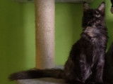 1 chatonne noire tortie smoke Maine Coon 2021 LOOF disponible de suite