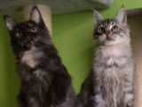 1 chatonne noire tortie smoke Maine Coon 2021 LOOF disponible de suite