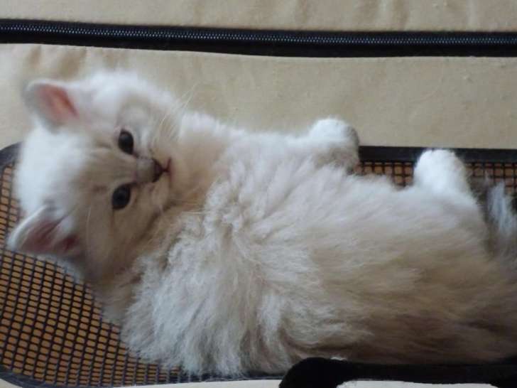 3 chatons Sibérien nés en 2021 LOOF en attente de réservation
