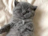 À réserver : une chatonne bleue British Shorthair non LOOF
