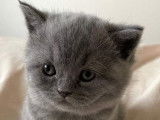 À réserver : une chatonne bleue British Shorthair non LOOF