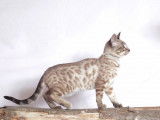 Chatonne Bengal non LOOF marron tachetée disponible à la vente