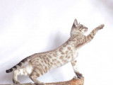 Chatonne Bengal non LOOF marron tachetée disponible à la vente