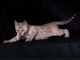 Chatonne Bengal non LOOF marron tachetée disponible à la vente