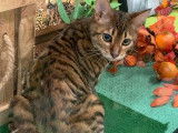 Chaton m&acirc;le tigr&eacute; Toyger non LOOF disponible pour compagnie
