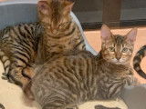 Chaton m&acirc;le tigr&eacute; Toyger non LOOF disponible pour compagnie