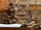 Chaton m&acirc;le tigr&eacute; Toyger non LOOF disponible pour compagnie