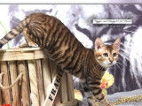 Chaton m&acirc;le tigr&eacute; Toyger non LOOF disponible pour compagnie
