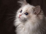 Chaton mâle LOOF Ragdoll, 4 mois, bicolore bleu à vendre