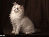 Chaton mâle LOOF Ragdoll, 4 mois, bicolore bleu à vendre