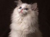 Chaton mâle LOOF Ragdoll, 4 mois, bicolore bleu à vendre