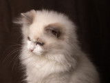 Chaton mâle LOOF Ragdoll, 4 mois, bicolore bleu à vendre