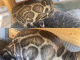Chat adulte mâle Bengal tacheté disponible pour saillie LOOF