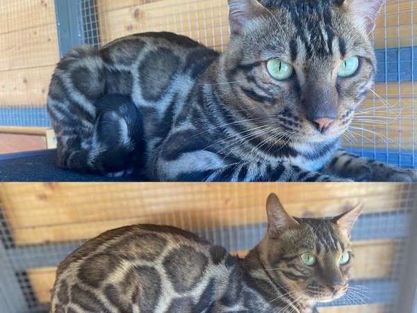 Chat adulte mâle Bengal tacheté disponible pour saillie LOOF
