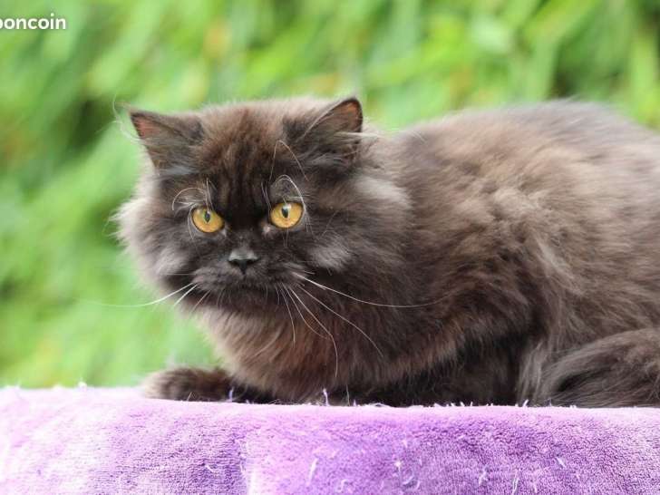 Mise à la vente d’une chatonne British Longhair noire LOOF, 9 mois