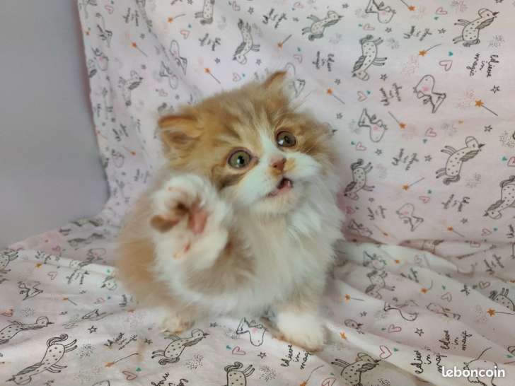 7 Chatons Selkirk Rex Loof A Vendre Petite Annonce Chat