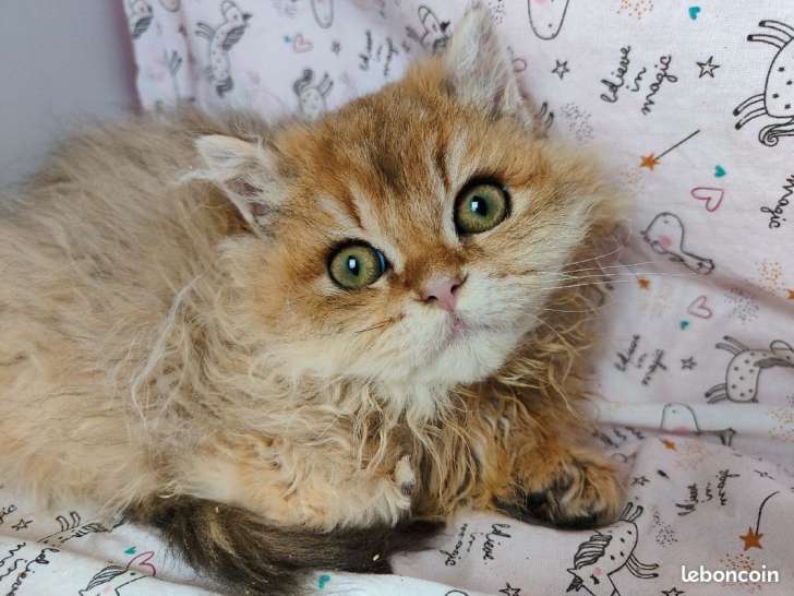 7 Chatons Selkirk Rex Loof A Vendre Petite Annonce Chat