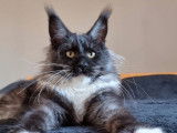 A vendre chatonne Maine Coon non LOOF noir fumé et blanche