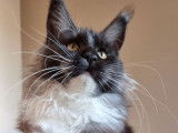 A vendre chatonne Maine Coon non LOOF noir fumé et blanche